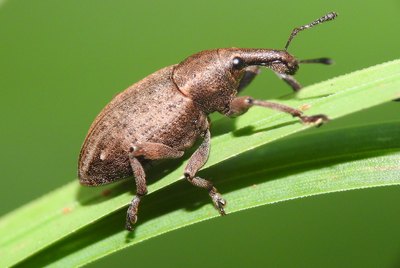 Curculionidae