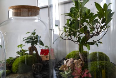 Beautiful jar with live forest with self ecosystem, terrarium, forest in a jar