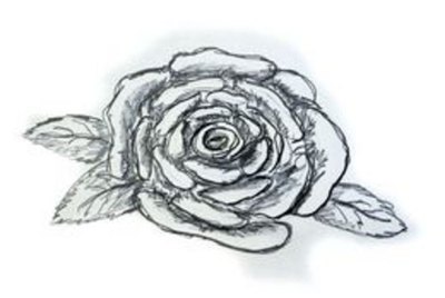 Close-up of pink rose