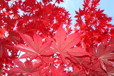 DIY guide for How to Trim  Shape a Red Maple Tree with step-by-step instructions