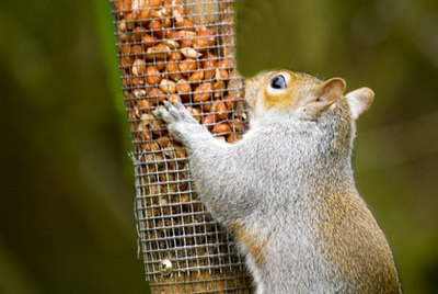 DIY guide for How to Squirrel Proof a Bird Feeder With PVC Pipe with step-by-step instructions