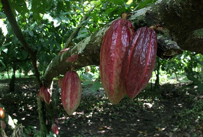 cacao organico