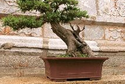 DIY guide for How Much Can I Trim Podocarpus Trees Back with step-by-step instructions