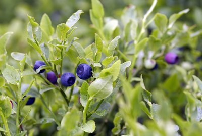 blueberry shrubs