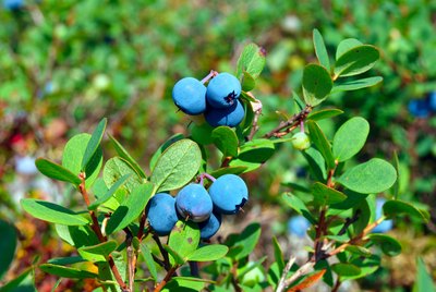 Blueberries close up