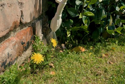 dandelions in a lawn