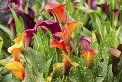 Calla lily field