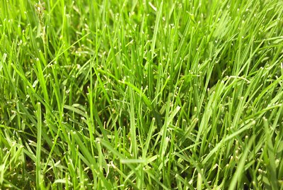 Grass!
