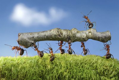 team of ants carry log with chief on it