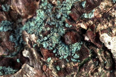 lichen on tree bark