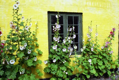 hollyhocks