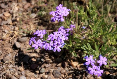 Wildflowers in the USA