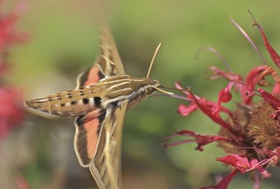Sphinx Moth