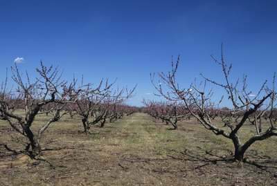 Bare peach orchard, early Spring, Georgia, USA