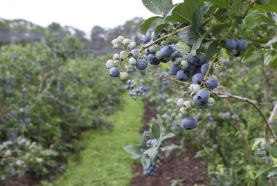 The Blueberry Patch