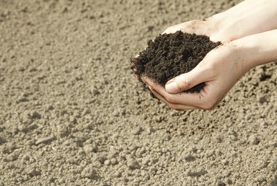 hands with soil