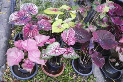 caladium