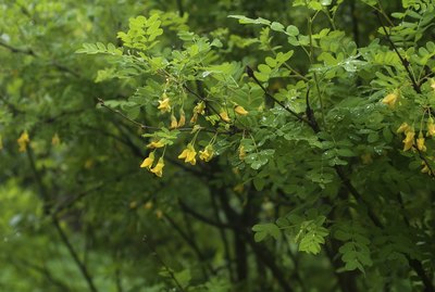 Acacia branch with rain drops and flowers