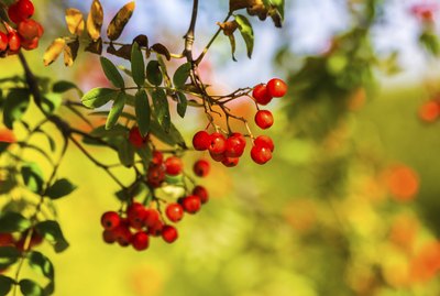 Ashberry in autumn