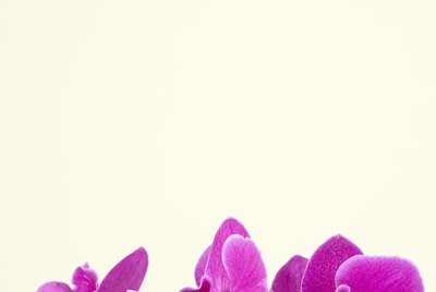Orchids