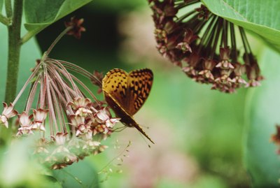 Butterfly nectaring on milkweed flowers