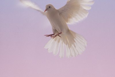 White dove in flight