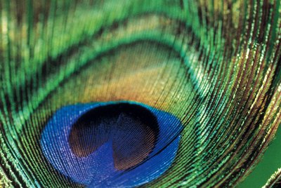 Peacock feather