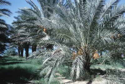 Row of date palm trees
