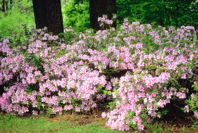 Blossoming shrubs