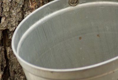 Spout and bucket on sugar maple tree