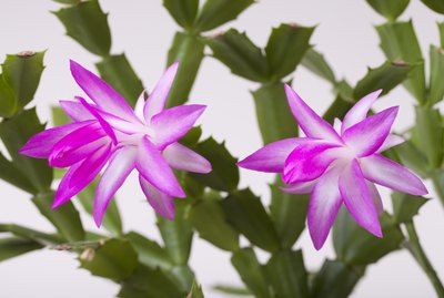 Pink christmas Zygocactus (syn. Schlumberga) flower