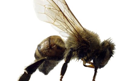 Honey bee