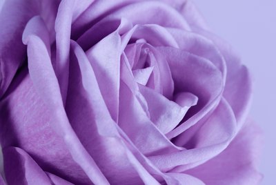 Purple rose