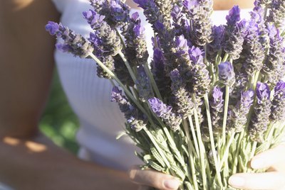 Woman Holding Bunch of Lavender Blossoms