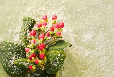 Christmas holly