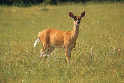 White tailed deer in Glacier National Park , Montana