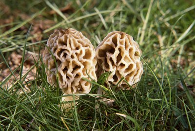 Morel mushrooms