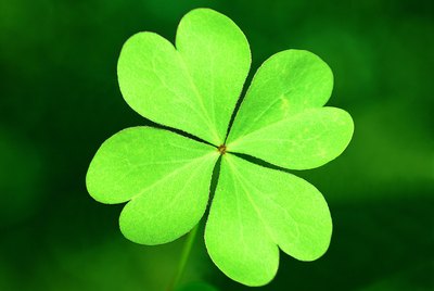 Photo, four leaf clover, Color, Low res