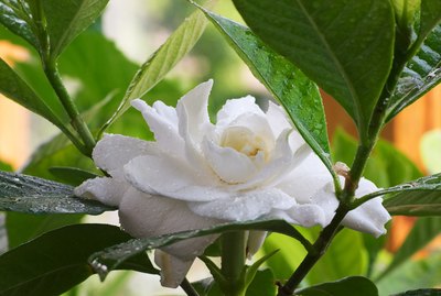 Wet Gardenia