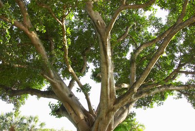 Gnarled fig tree outdoors