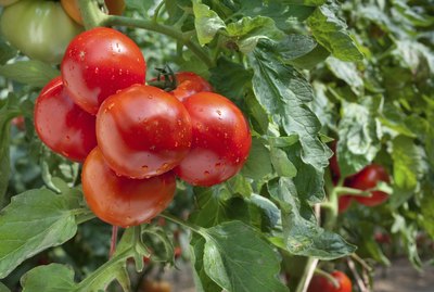 Growing Tomatoes