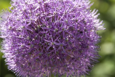 Allium flower closeup