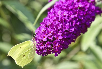 Cabbage White Butterfly