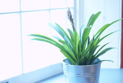 Houseplant getting sunlight in window