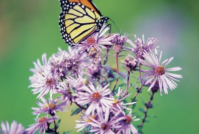 Close-up of a Monarch Butterfly (Danaus plexippus ) on a perennial aster