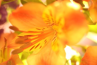 Close-up of yellow lily