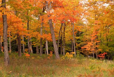 Colorful autumn foliage in forest