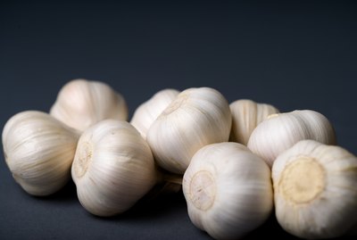 Garlic bulbs