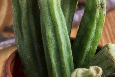 Group of green okra in a ceramic pot