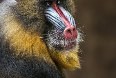 Mandrill